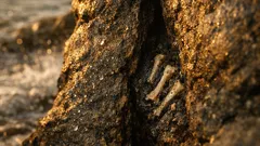 ほぼ完全な魚竜化石が発見 新属新種Xiphodraconが埋める進化の空白